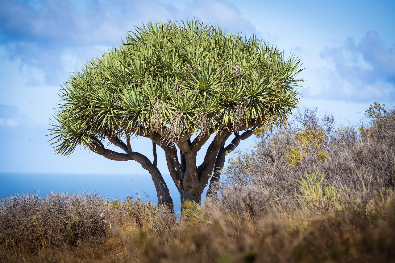 Photographie de Dragonnier des Canaries