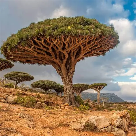 Photographie de Dragonnier des Canaries