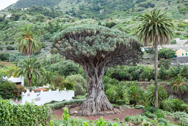 Photographie de Dragonnier des Canaries