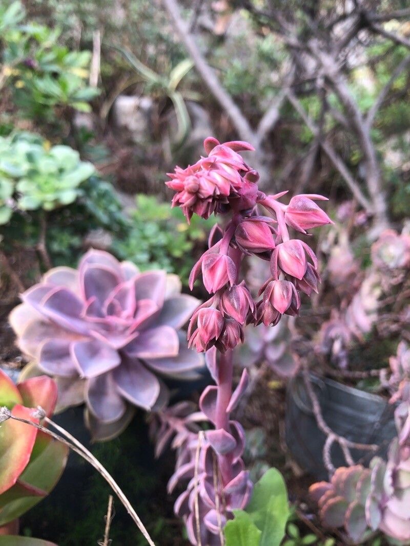 Photographie de Échévéria à feuilles bosselées