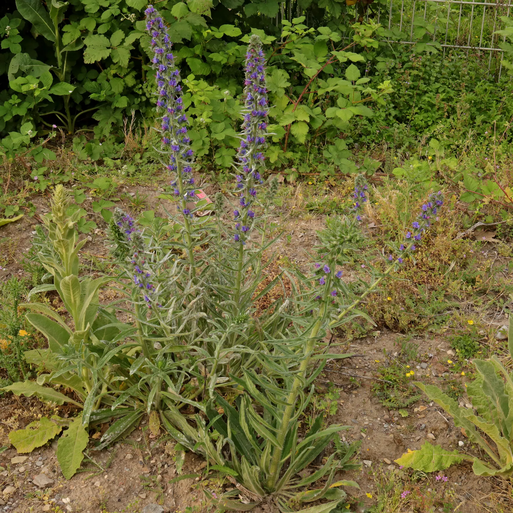 Photographie de Vipérine commune