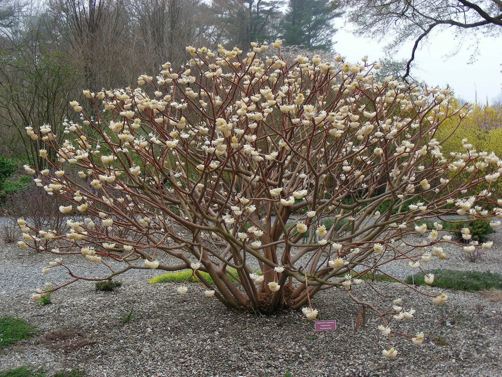 Photographie de Edgeworthia chrysantha                Edgeworthie à fleurs dorées