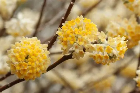 Photographie de Edgeworthia chrysantha                Edgeworthie à fleurs dorées