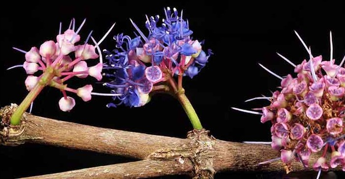 Photographie de Bois de Fer