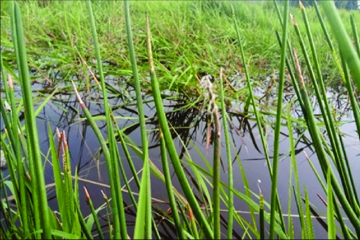Photographie de Châtaigne d’eau chinoise