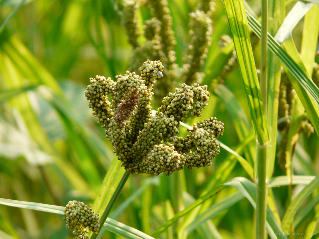 Photographie de Éleusine cultivée