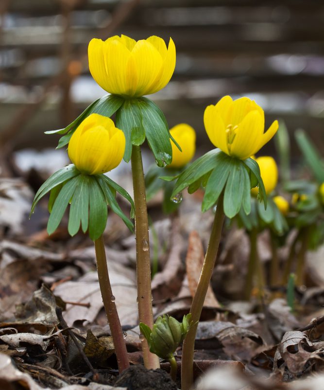 Photographie de Éranthe d’hiver
