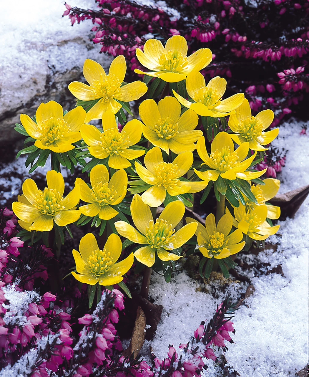 Photographie de Éranthe d’hiver