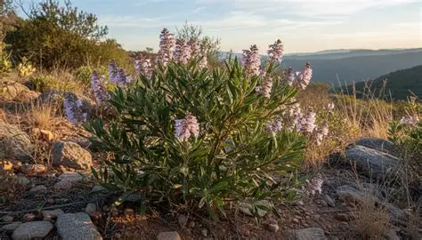 Photographie de Yerba Santa