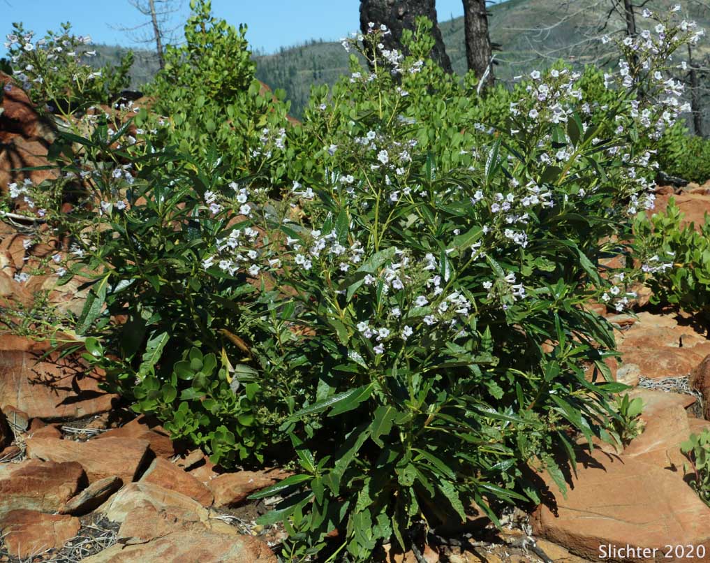 Photographie de Yerba Santa