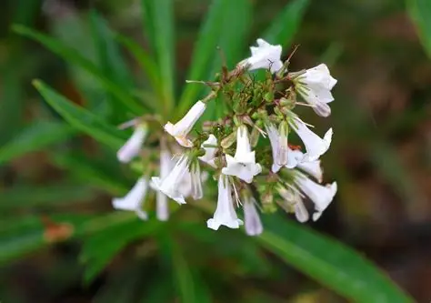 Photographie de Yerba Santa