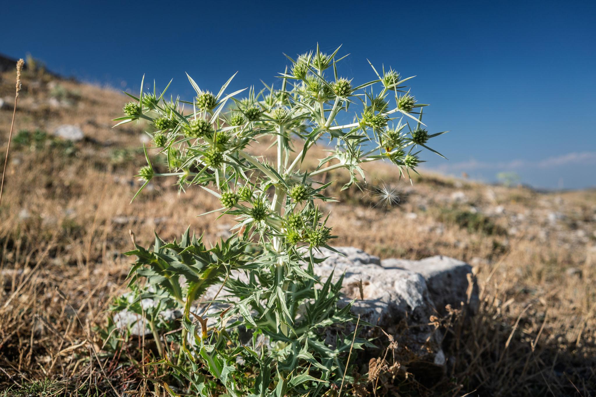 Photographie de Panicaut champêtre