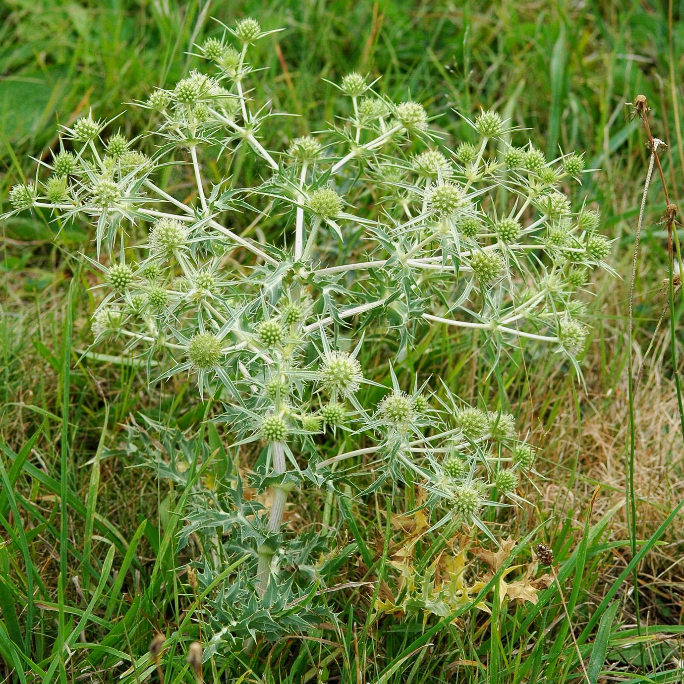 Photographie de Panicaut champêtre