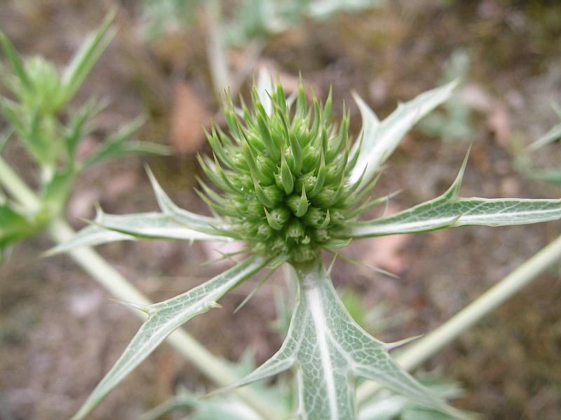Photographie de Panicaut champêtre