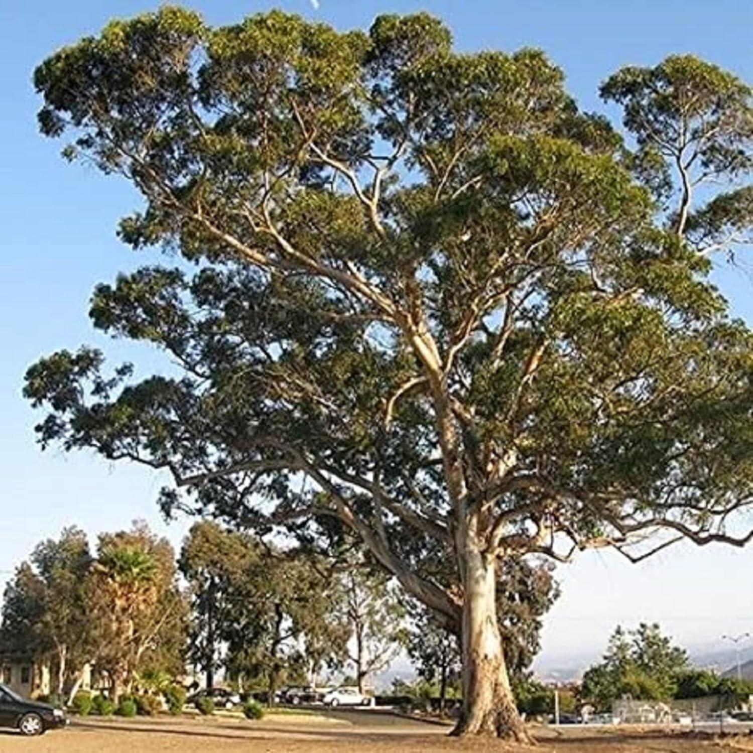 Photographie de Eucalyptus globuleux