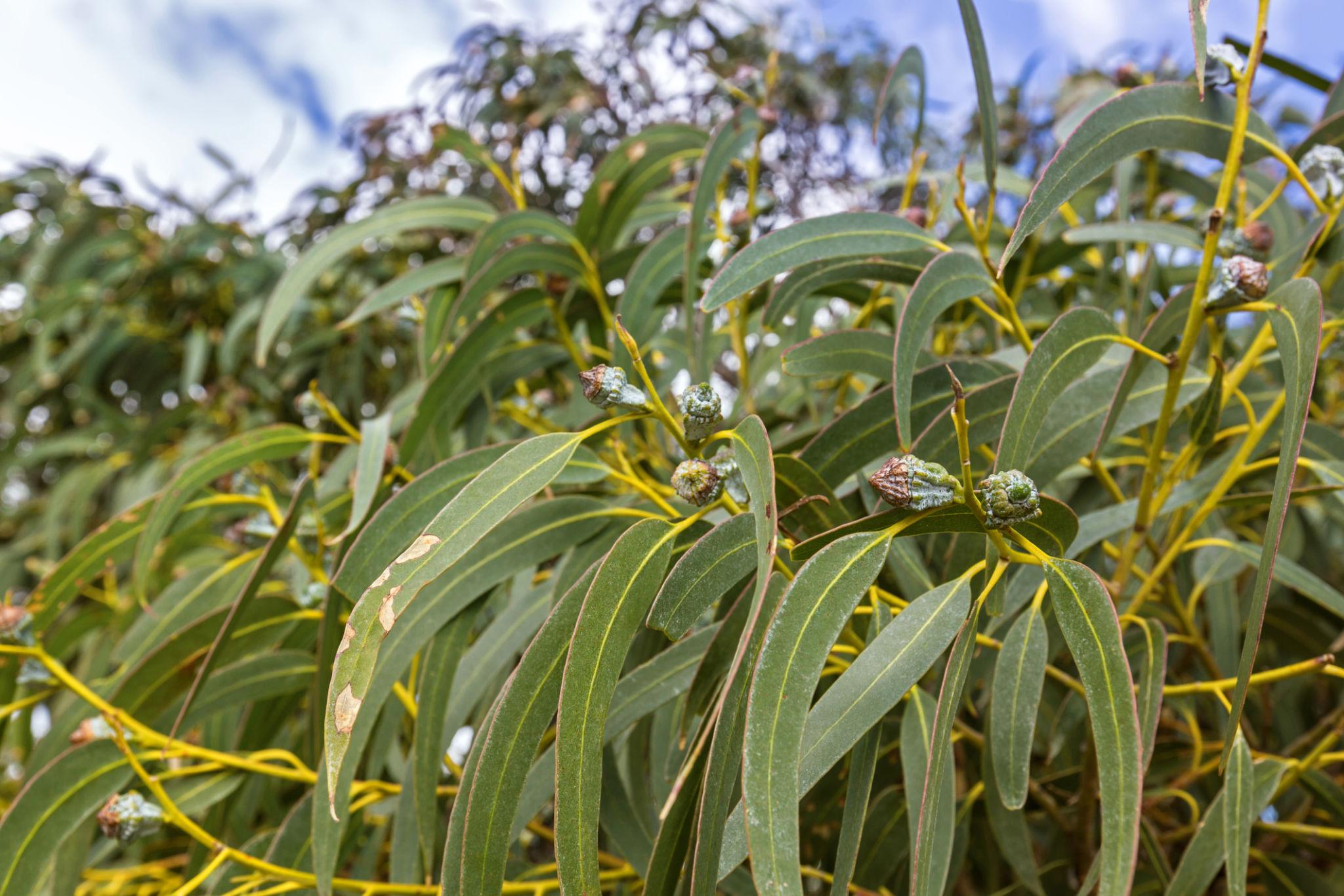Photographie de Eucalyptus globuleux