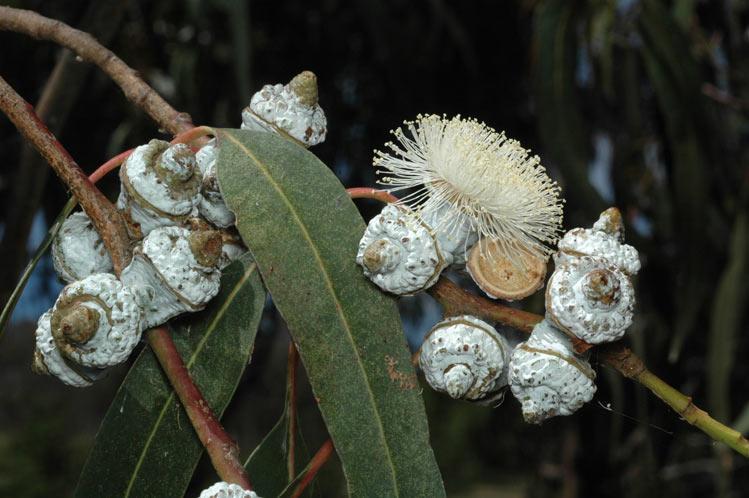 Photographie de Eucalyptus globuleux
