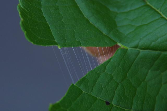Photographie de Eucommia