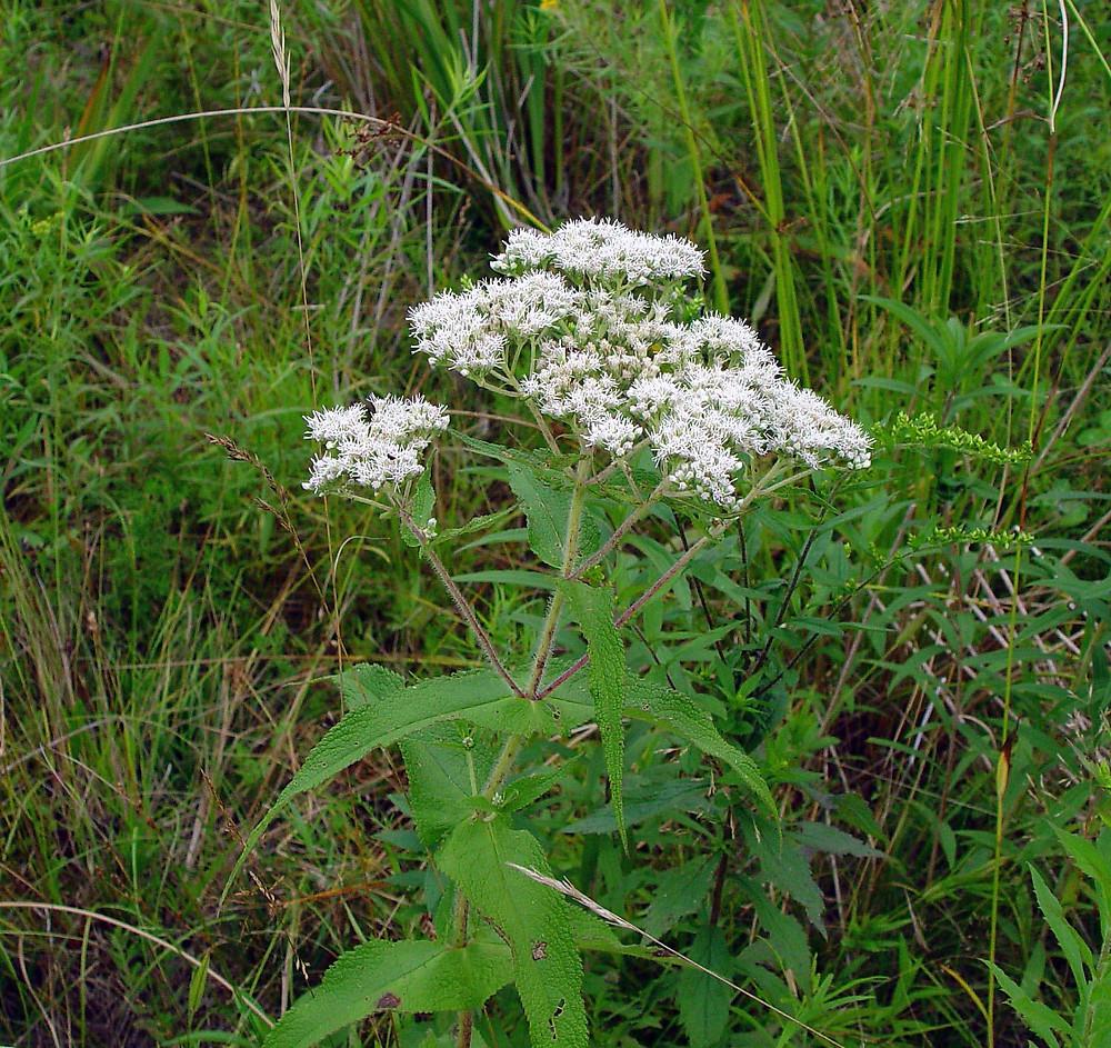 Photographie de Eupatoire perfoliée