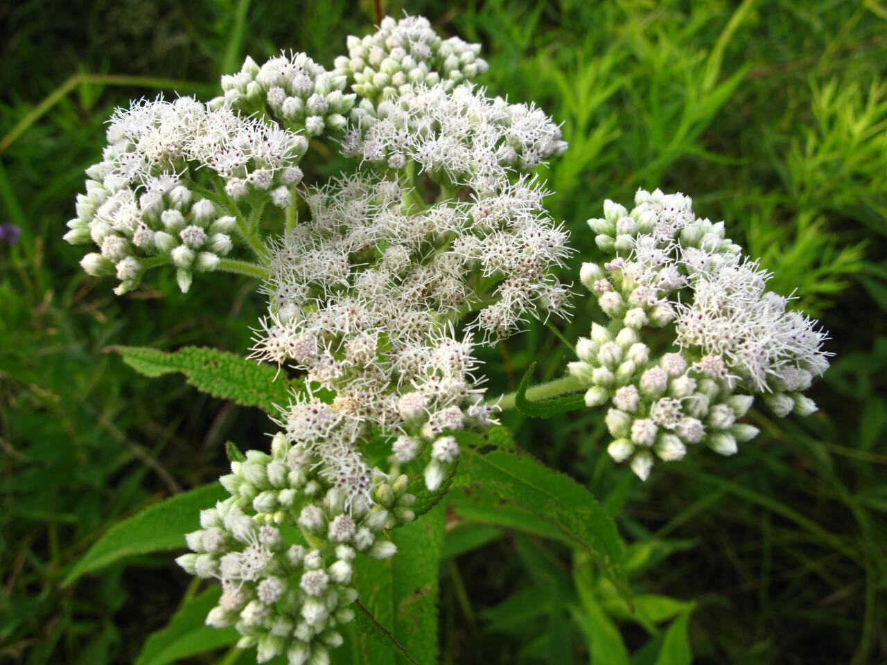 Photographie de Eupatoire perfoliée