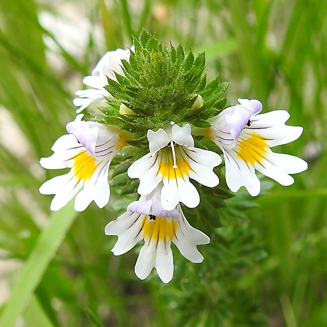 Photographie de Euphraise officinale