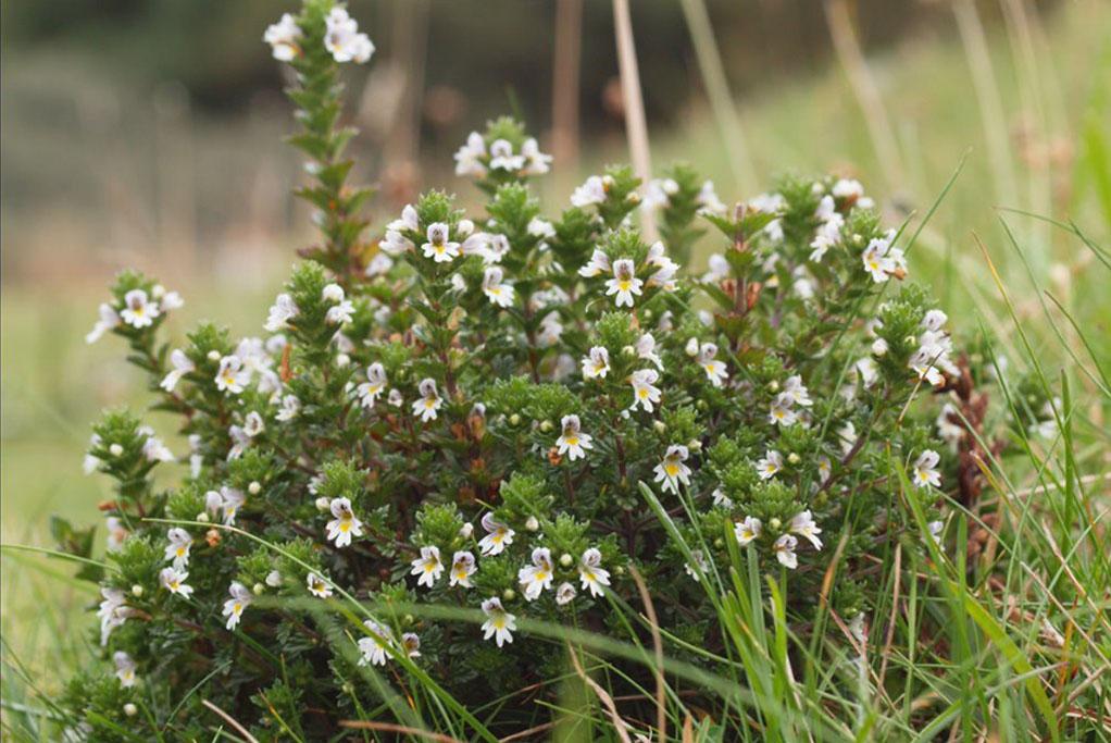 Photographie de Euphraise officinale
