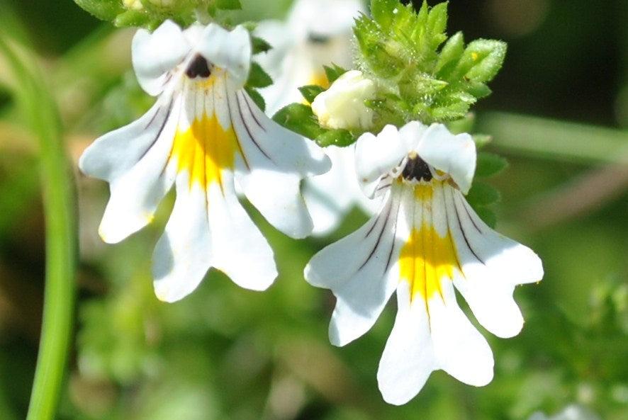 Photographie de Euphraise officinale