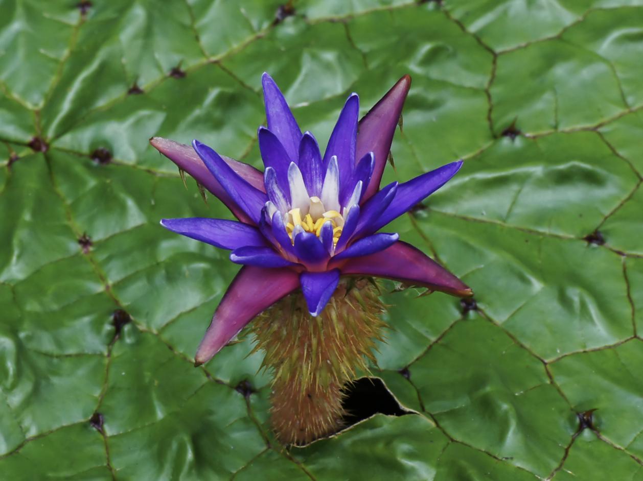 Photographie de Nénuphar épineux