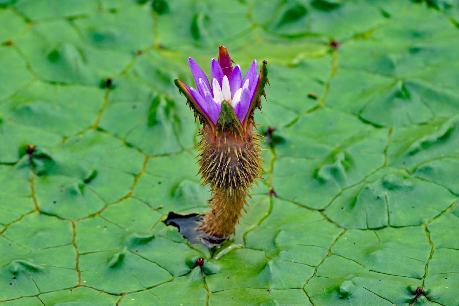 Photographie de Nénuphar épineux