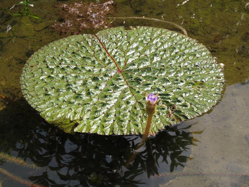 Photographie de Nénuphar épineux