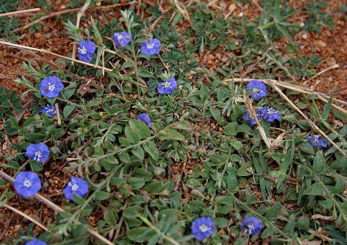 Photographie de Évolvulus bleu