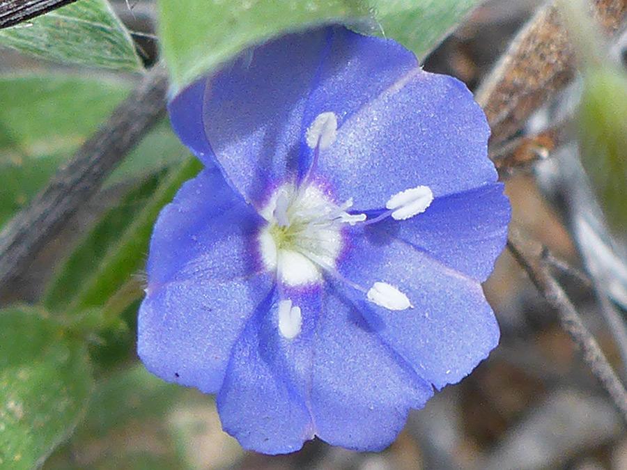 Photographie de Évolvulus bleu