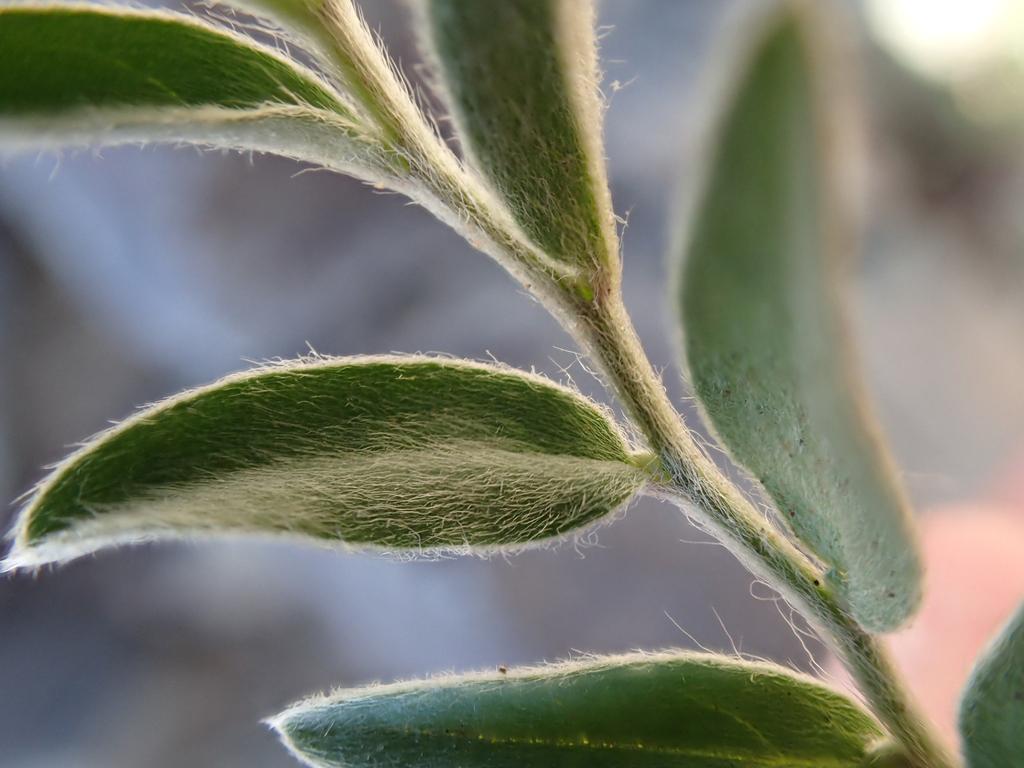 Photographie de Évolvulus bleu
