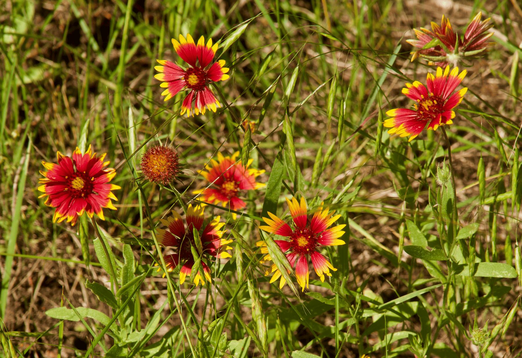 Photographie de Gaillardie jolie