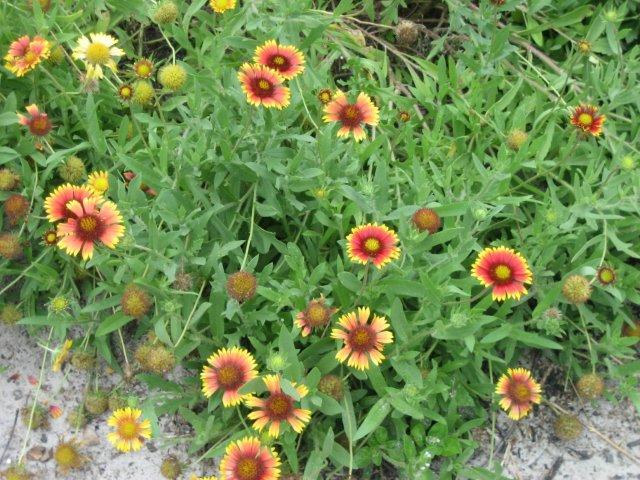 Photographie de Gaillardie jolie
