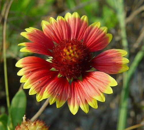 Photographie de Gaillardie jolie