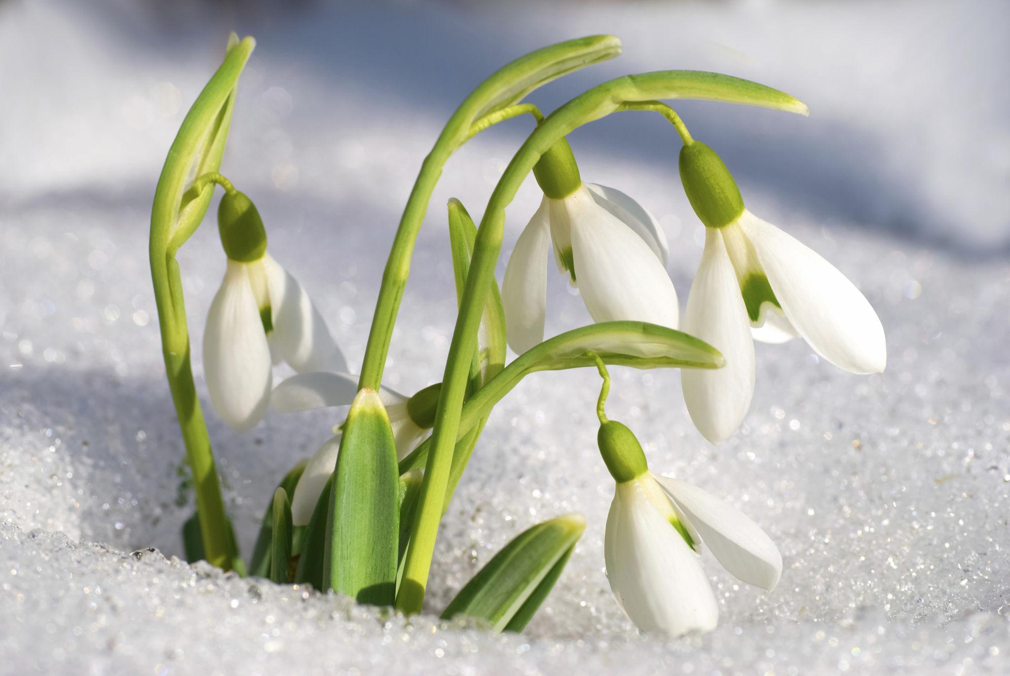 Photographie de Perce-neige