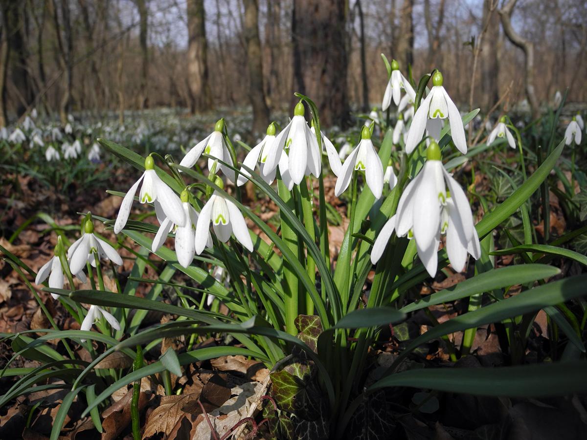 Photographie de Perce-neige