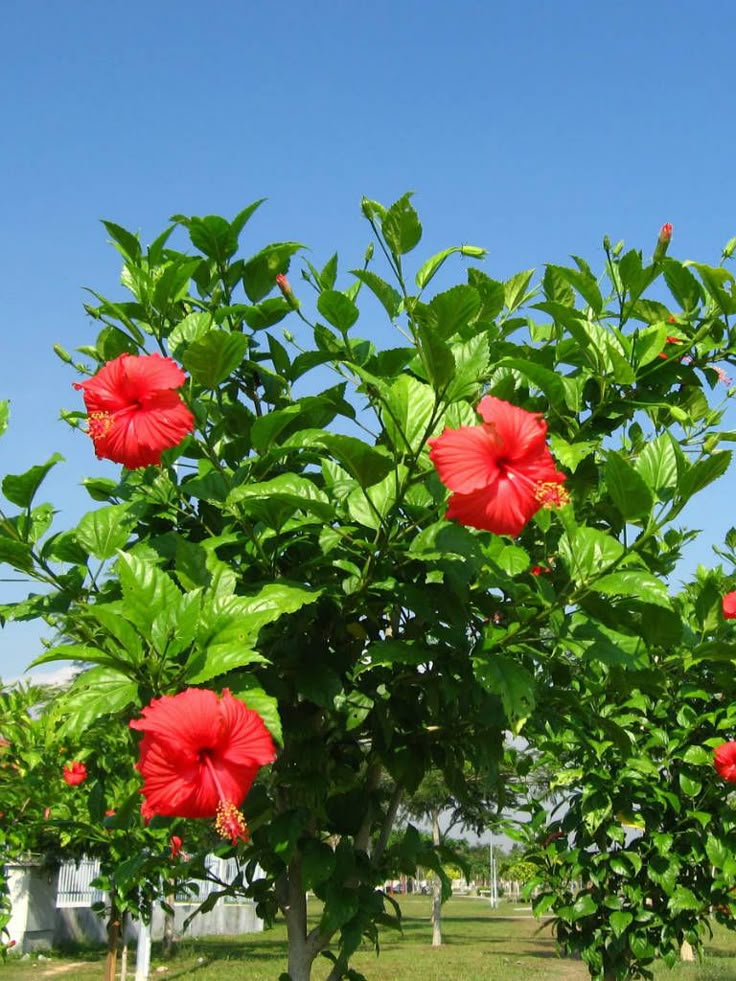 Photographie de Hibiscus de Chine
