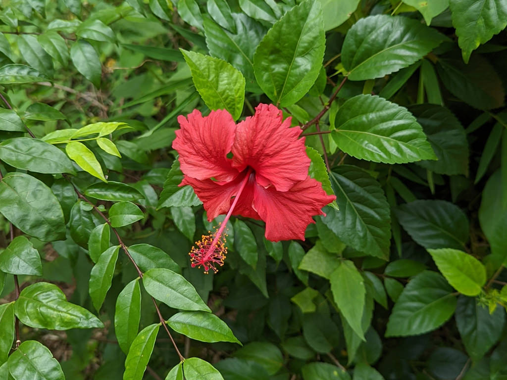 Photographie de Hibiscus de Chine