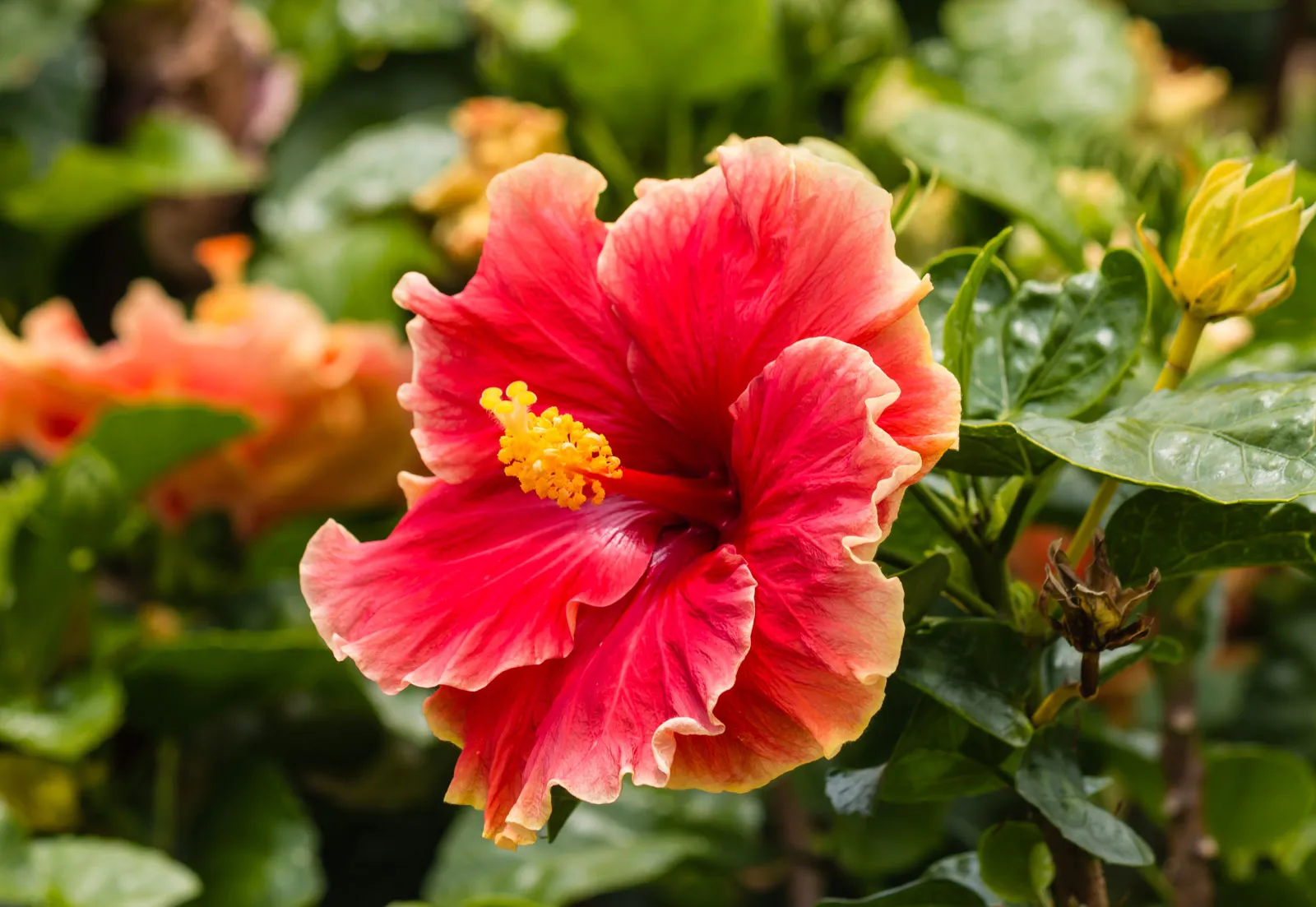 Photographie de Hibiscus de Chine