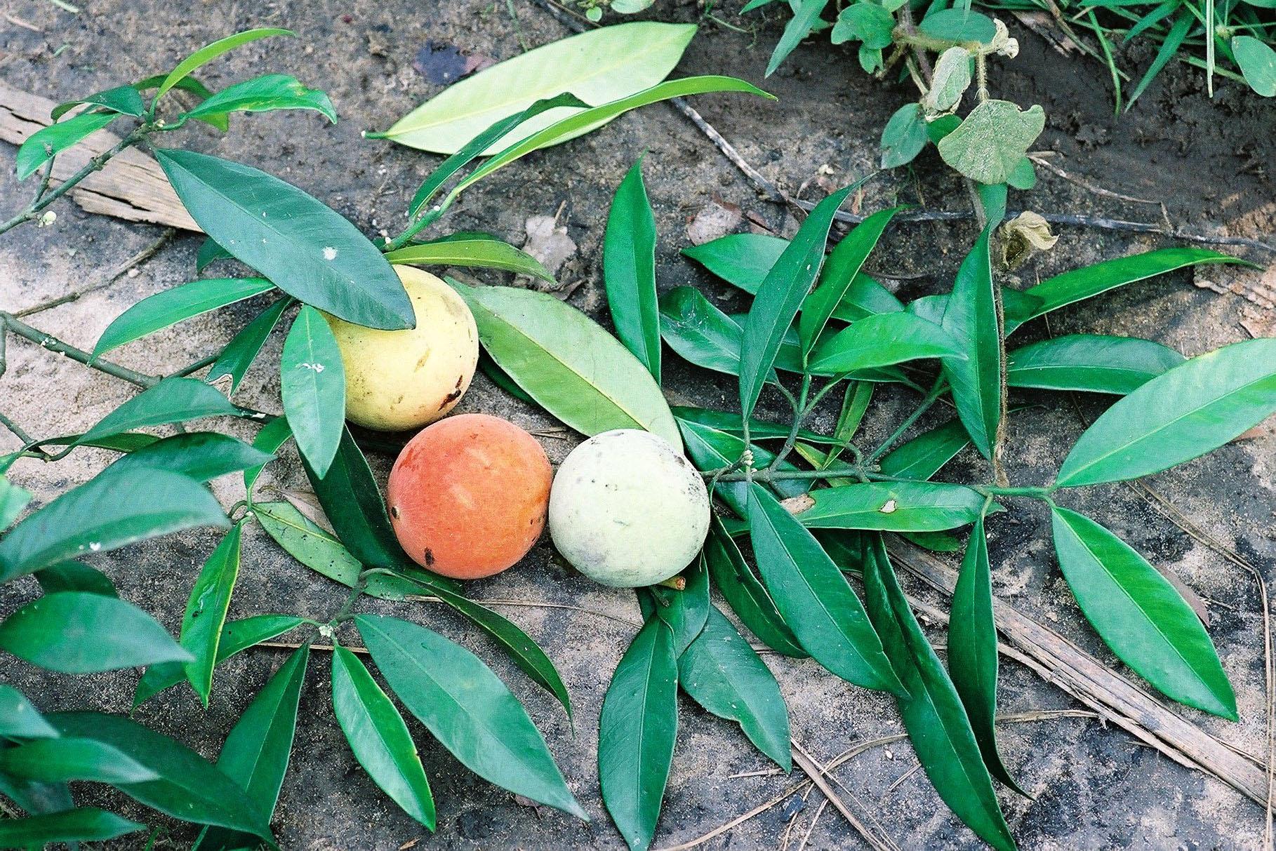 Photographie de Kola amer