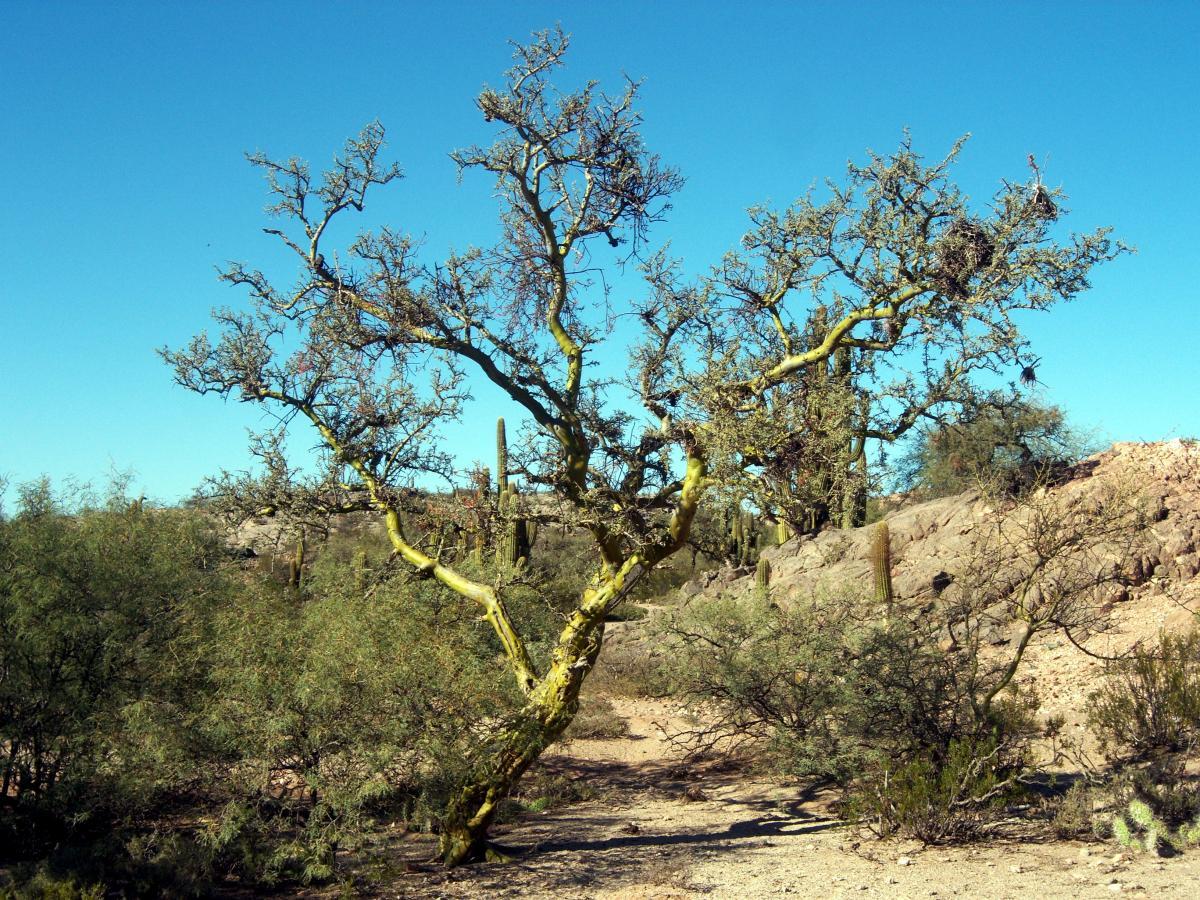 Photographie de Chañar