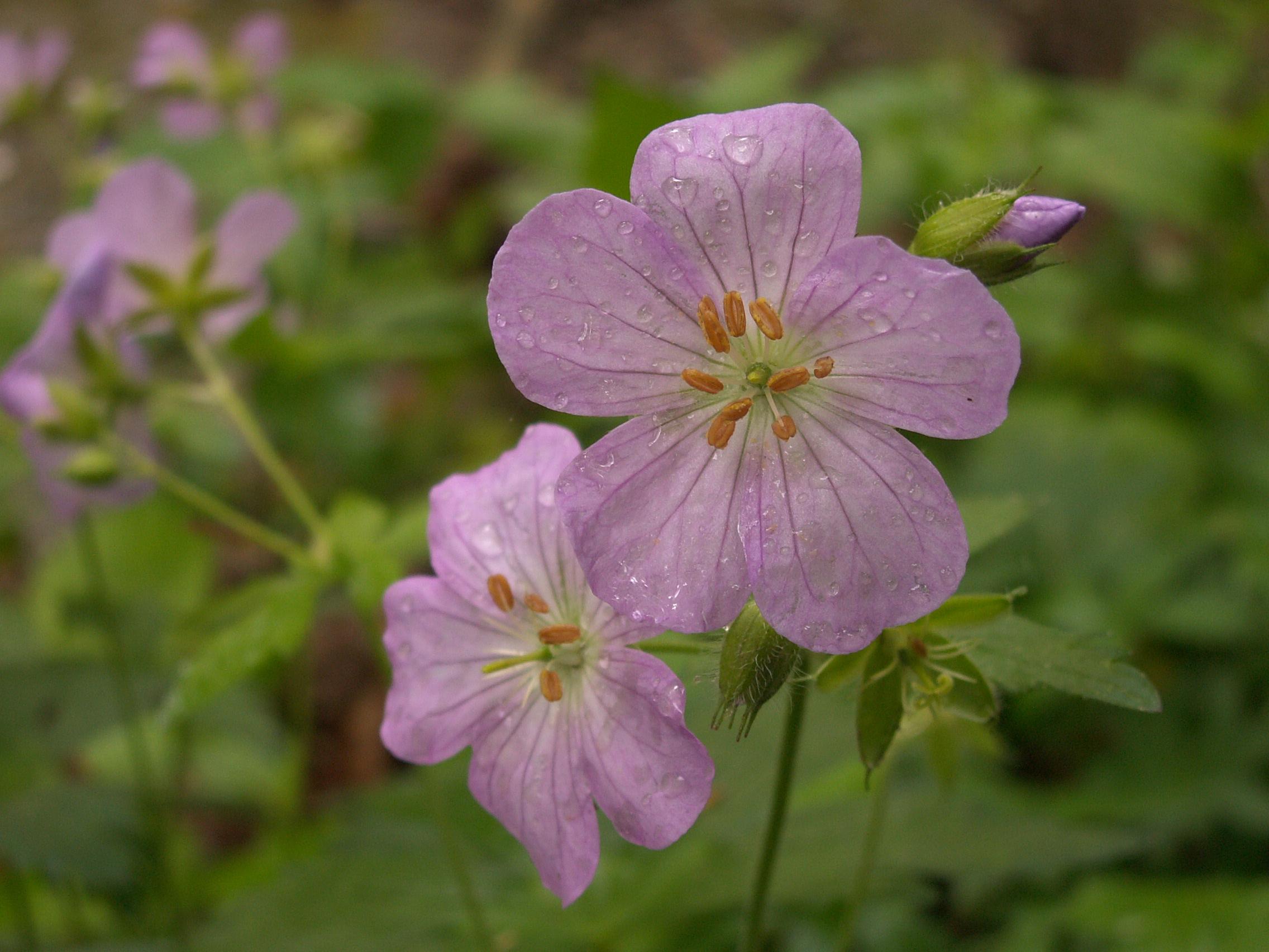 Photographie de Géranium maculé
