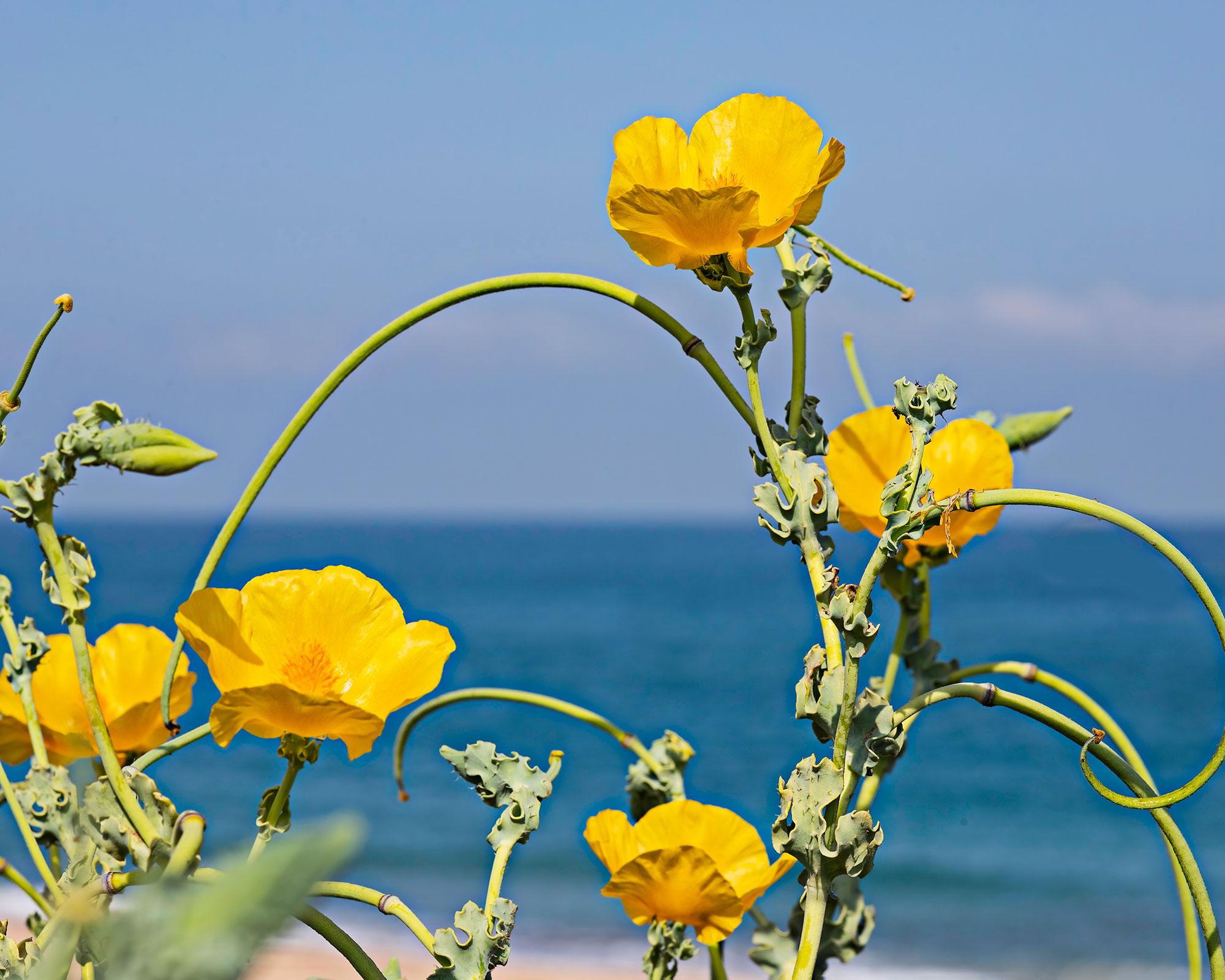 Photographie de Pavot cornu jaune