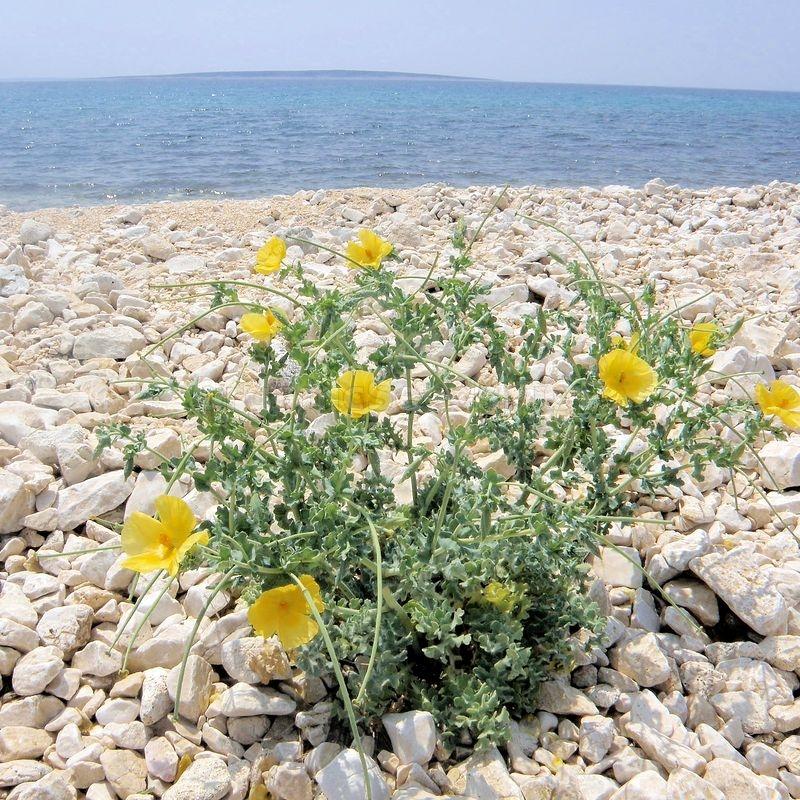 Photographie de Pavot cornu jaune