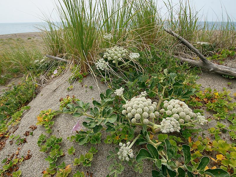 Photographie de Glehnie du littoral