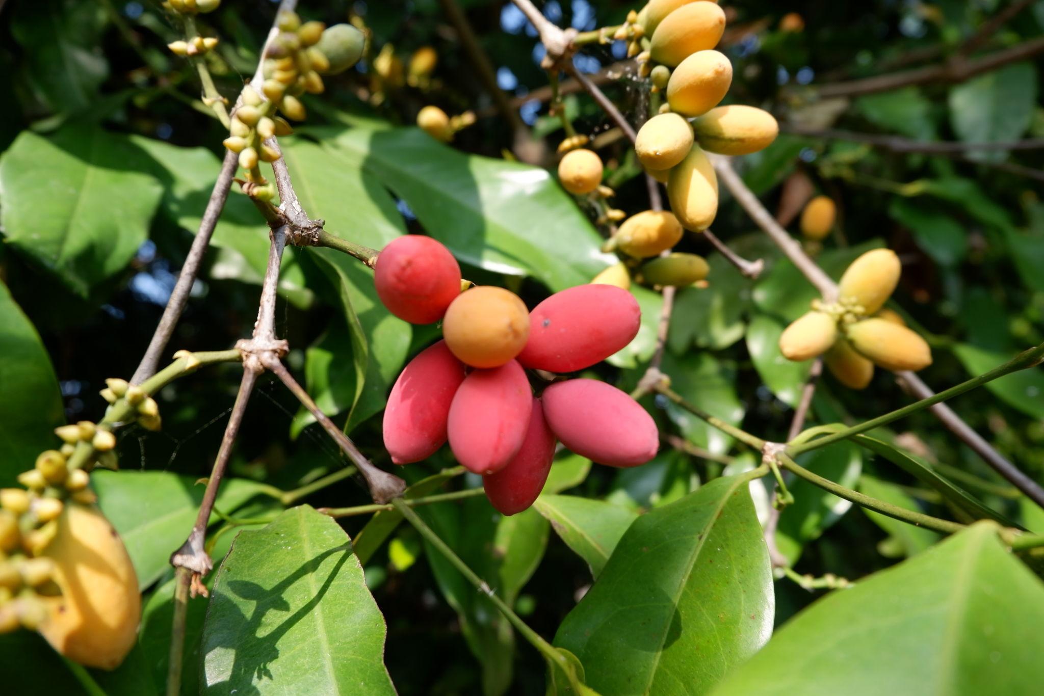 Photographie de Mélindjo