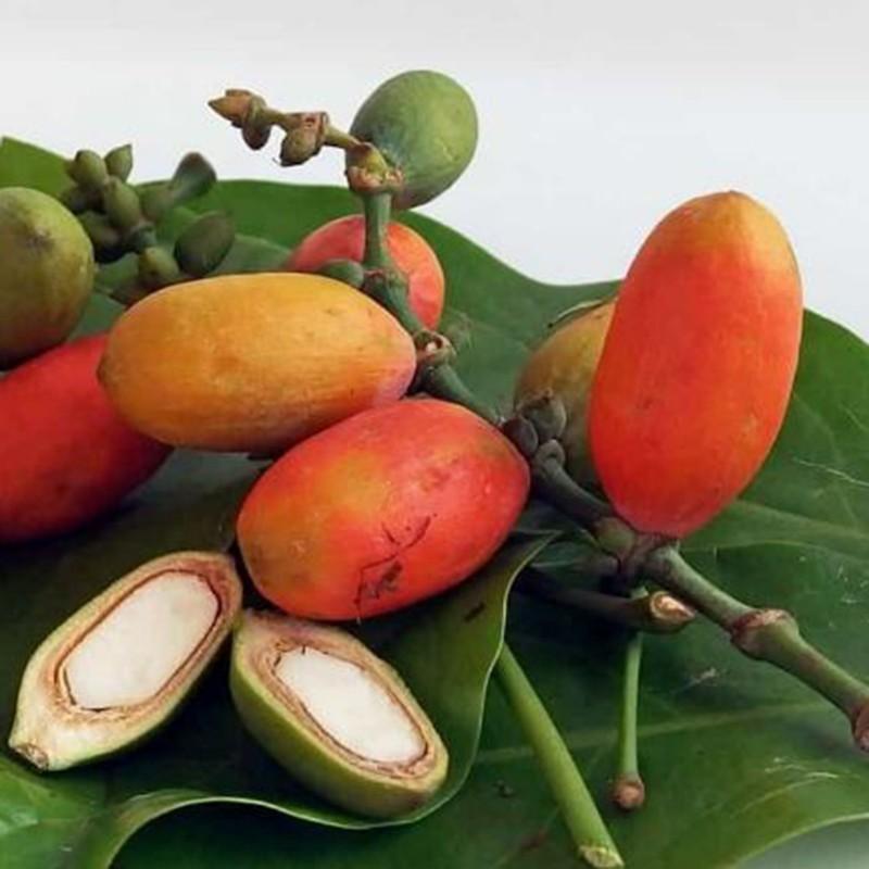 Photographie de Mélindjo