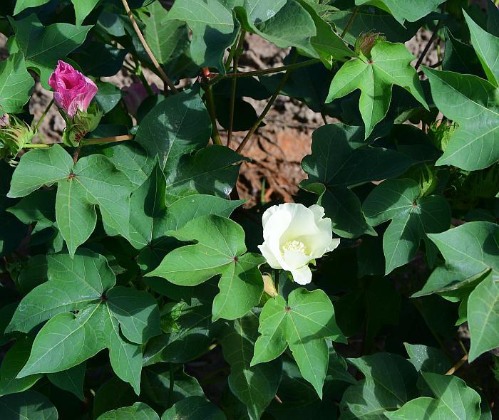 Photographie de Cotonnier d'Amérique